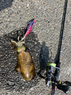 イカの釣果