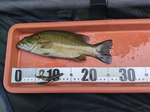 スモールマウスバスの釣果