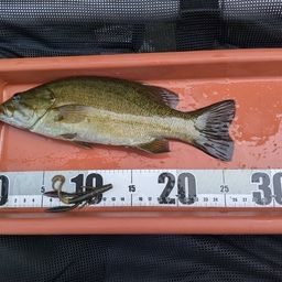 スモールマウスバス