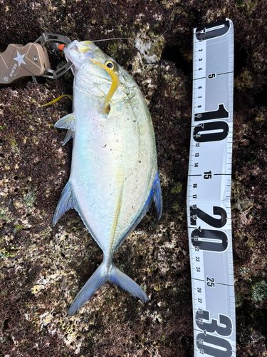 カスミアジの釣果