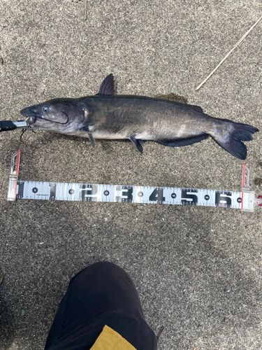 アメリカナマズの釣果