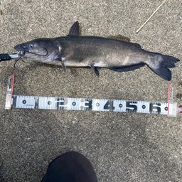 アメリカナマズ