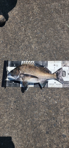 チヌの釣果