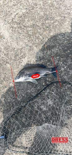 チヌの釣果