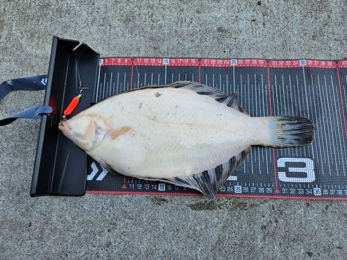 クロガシラガレイの釣果