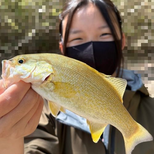 スモールマウスバスの釣果
