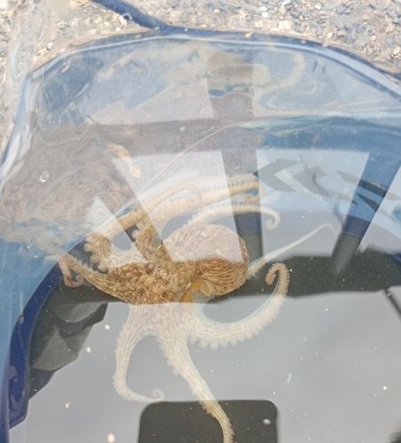 タコの釣果
