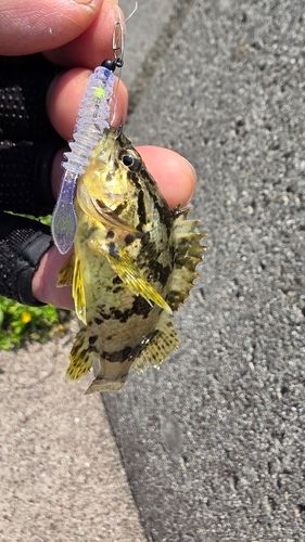 タケノコメバルの釣果