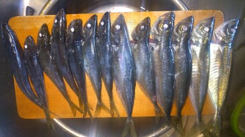 アジの釣果