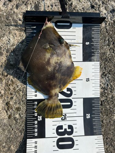 カワハギの釣果