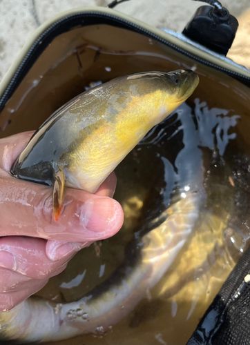 ニホンウナギの釣果