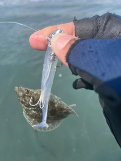 ソゲの釣果