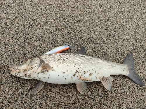 釣果