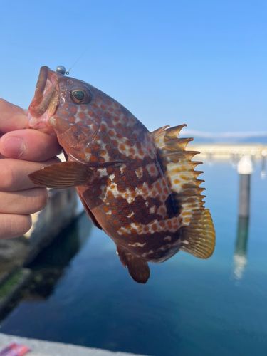 キジハタの釣果