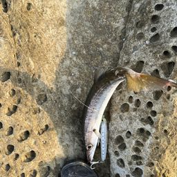 カマス
