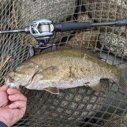 スモールマウスバス