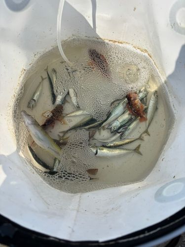 サバの釣果