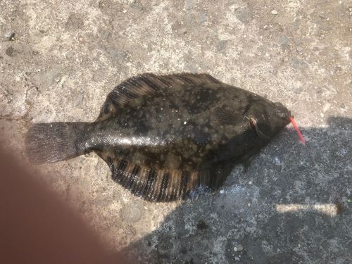 クロガシラガレイの釣果
