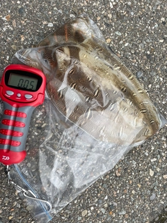 モンゴウイカの釣果