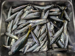 サバの釣果