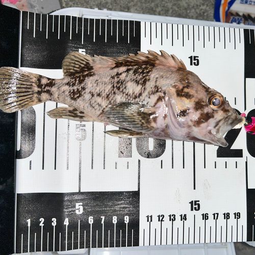ソイの釣果