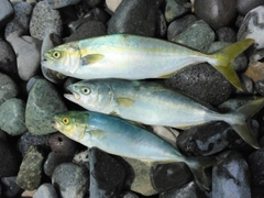 ワカシの釣果