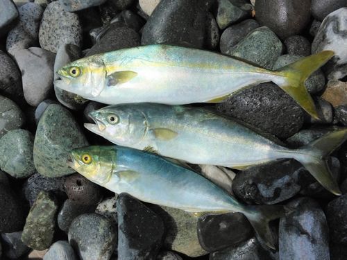 ワカシの釣果