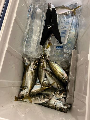 マアジの釣果