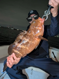 アコウの釣果