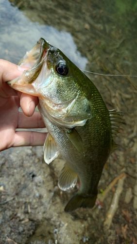 ラージマウスバスの釣果
