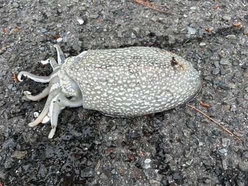 シリヤケイカの釣果