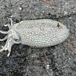 シリヤケイカ