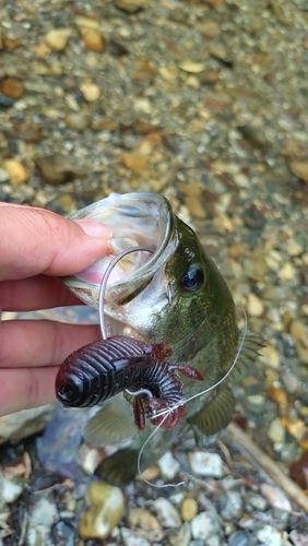 ラージマウスバスの釣果