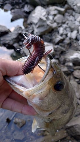 ラージマウスバスの釣果