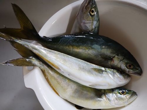 ワカシの釣果