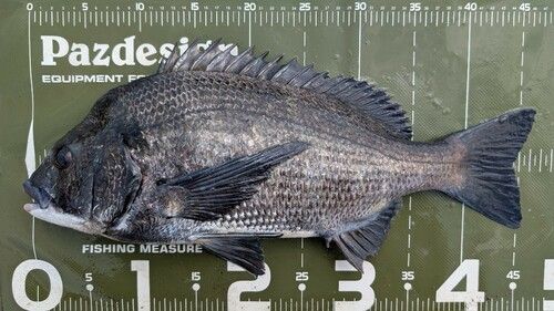 クロダイの釣果