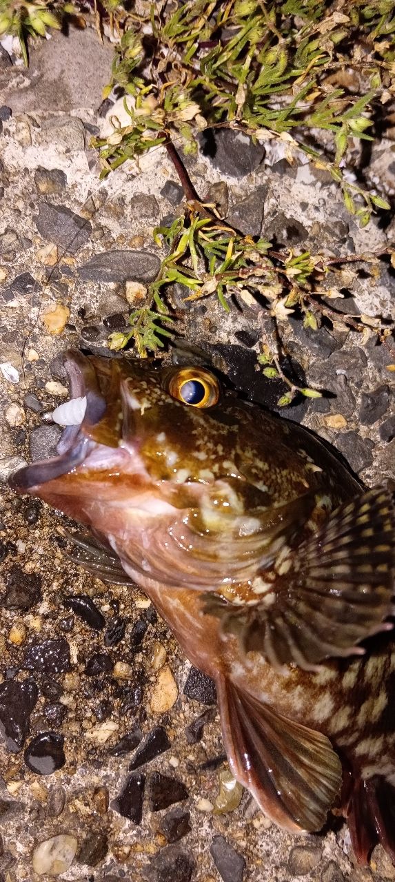 カサゴ