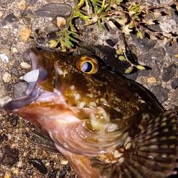 カサゴ
