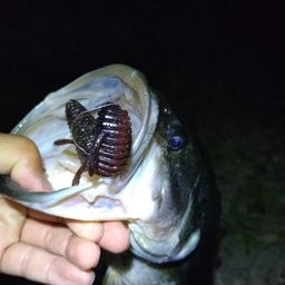 ブラックバス
