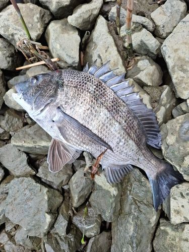チヌの釣果