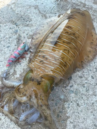 アオリイカの釣果