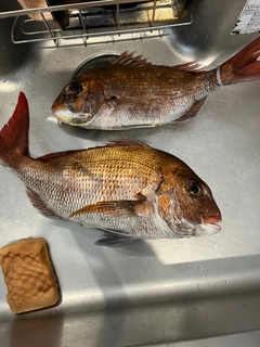 マダイの釣果