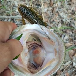 ブラックバス