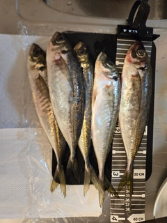 アジの釣果