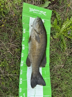 スモールマウスバスの釣果