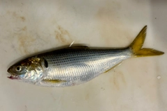 コノシロの釣果