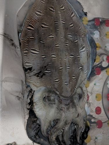 モンゴイカの釣果