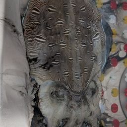 モンゴイカ
