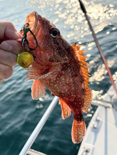 アラカブの釣果