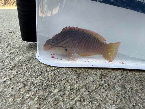 アカササノハベラ